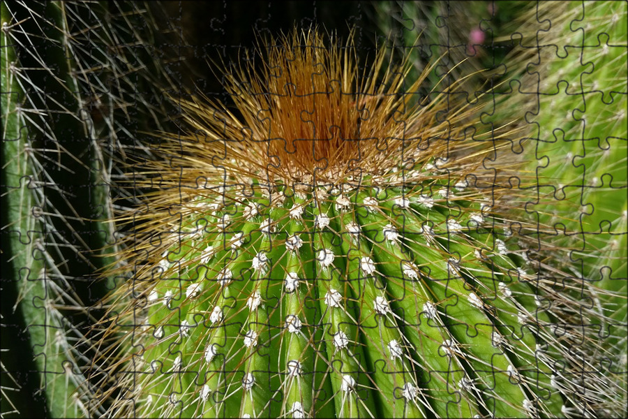 кактус. строение кактуса схема биология. особенности строения кактуса. строение кактуса корень. кактус биология.