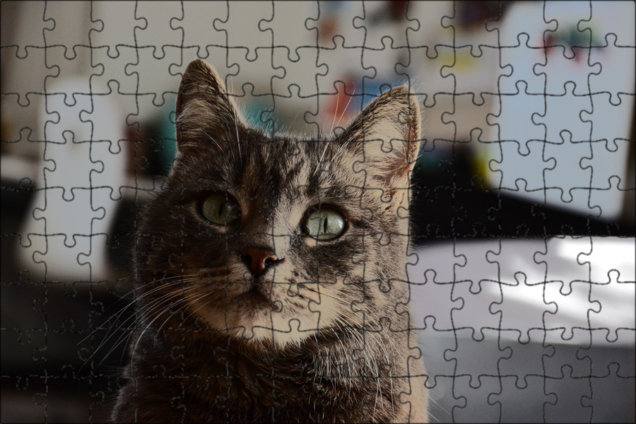 глаза домашних животных. см кошек. селкирк рекс кошка. табби у кошек крупным планом. Mushuk.