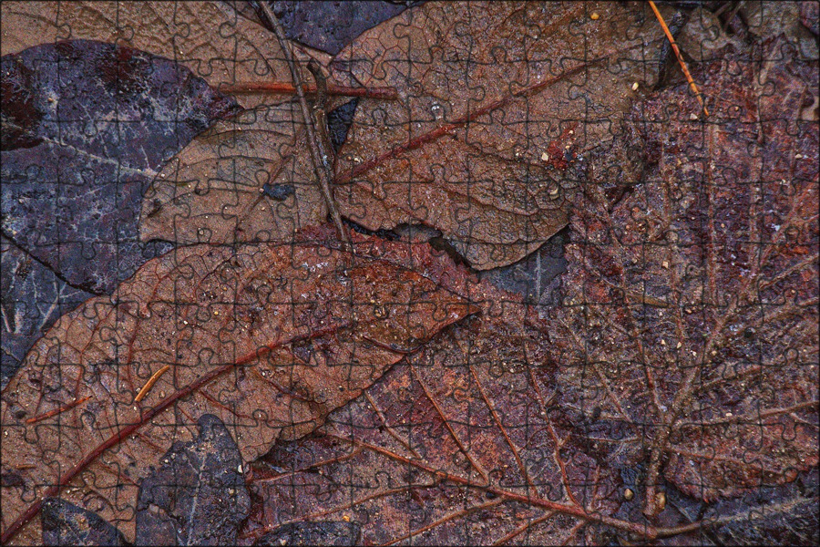 Мокрые листья осень. Мокрою листвой. Листья на мокром асфальте. Листик с капелькой. Фото осень листья желто-красные очень большое.