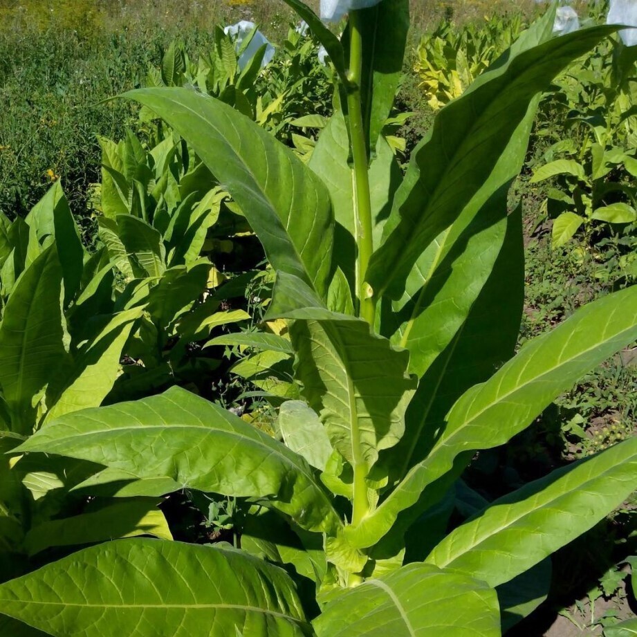 Растение Nicotiana tabacum