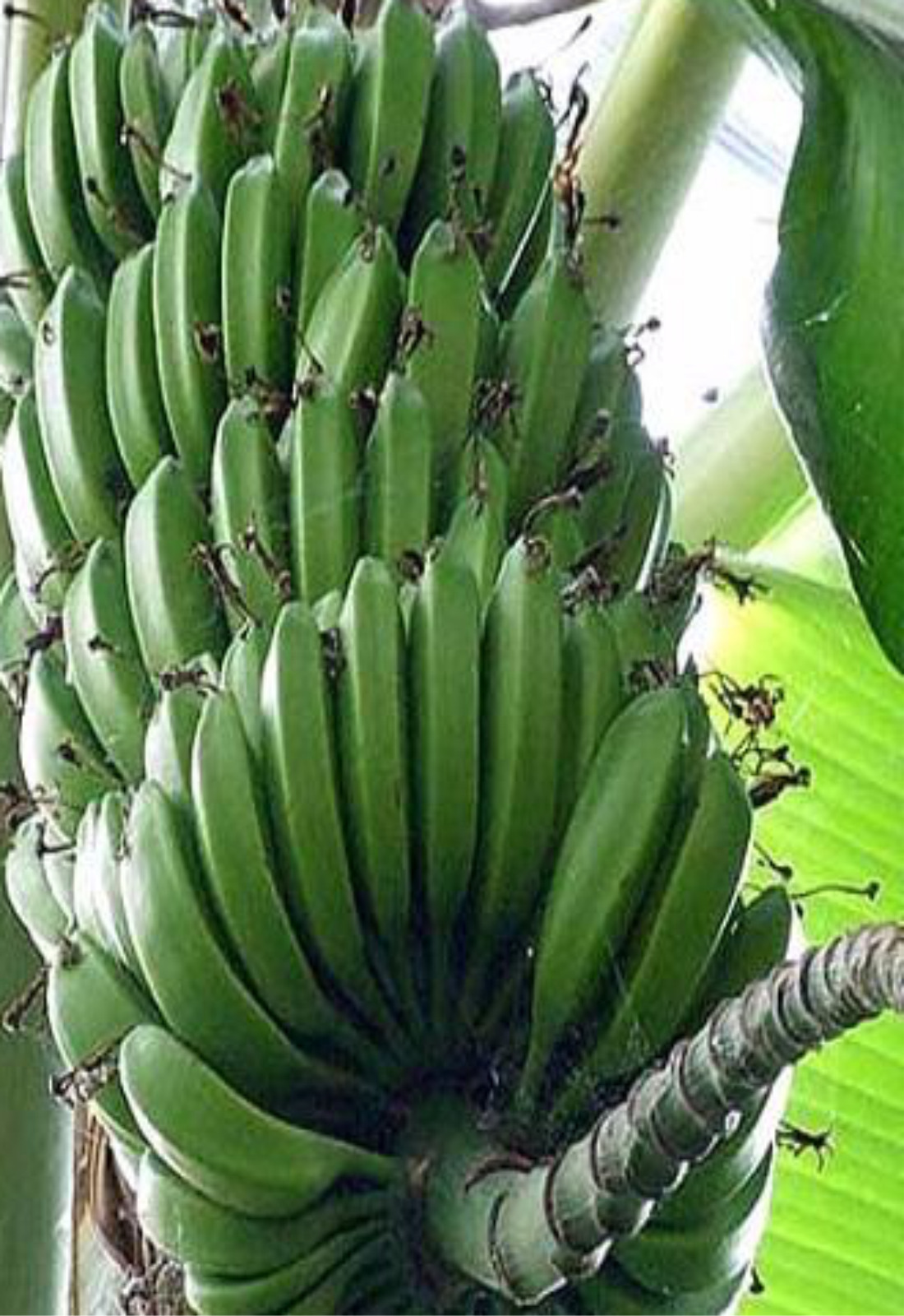 Банан Пигмей