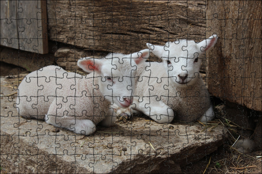 3 lambs. Ягнята поеныши. Животные на ферме. Безоарная болезнь ягнят. Lamb.