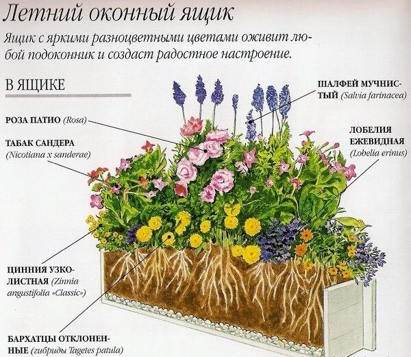 Схема посадки петунии гибридной