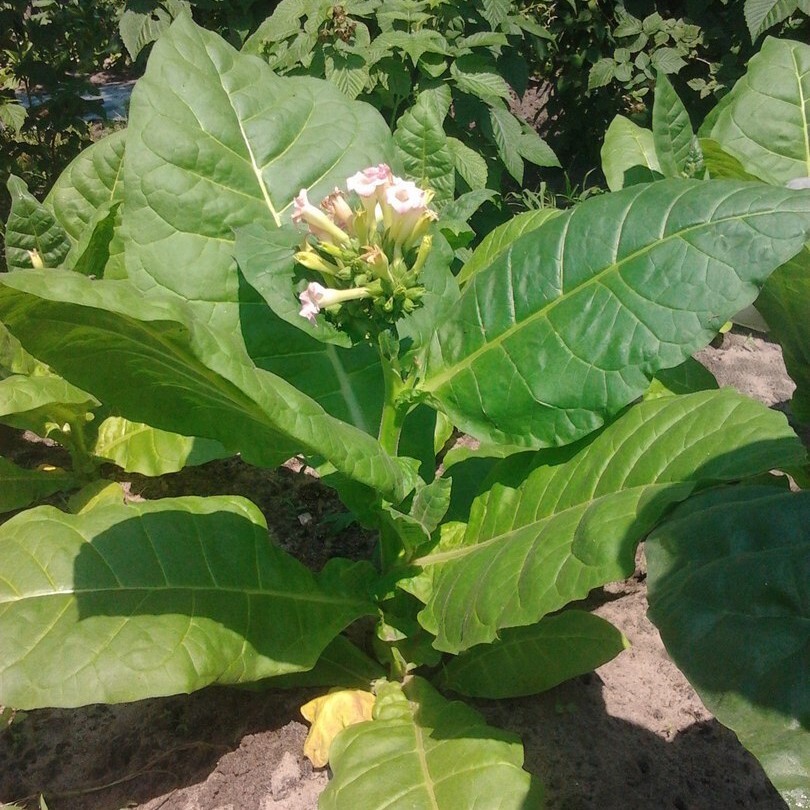 Табак Nicotiana tabacum