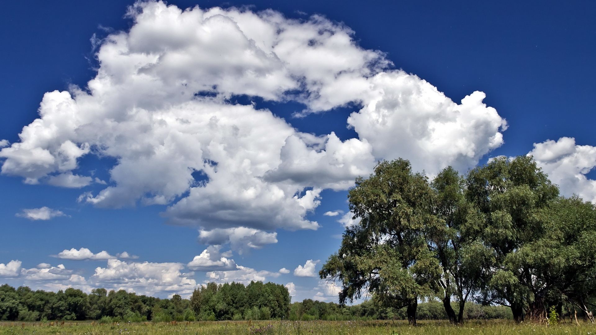 Free Images : landscape, tree, nature, horizon, branch, cloud, sunlight, flower,
