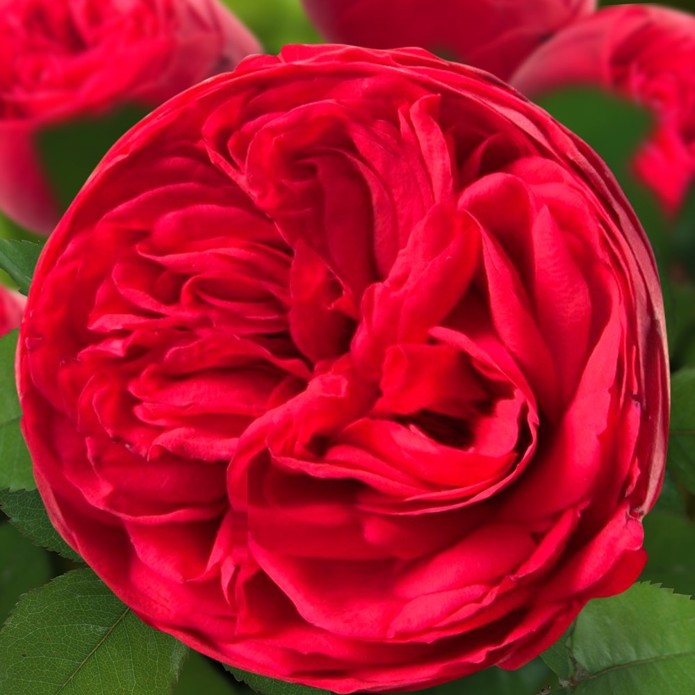 Центифольная роза Адажио