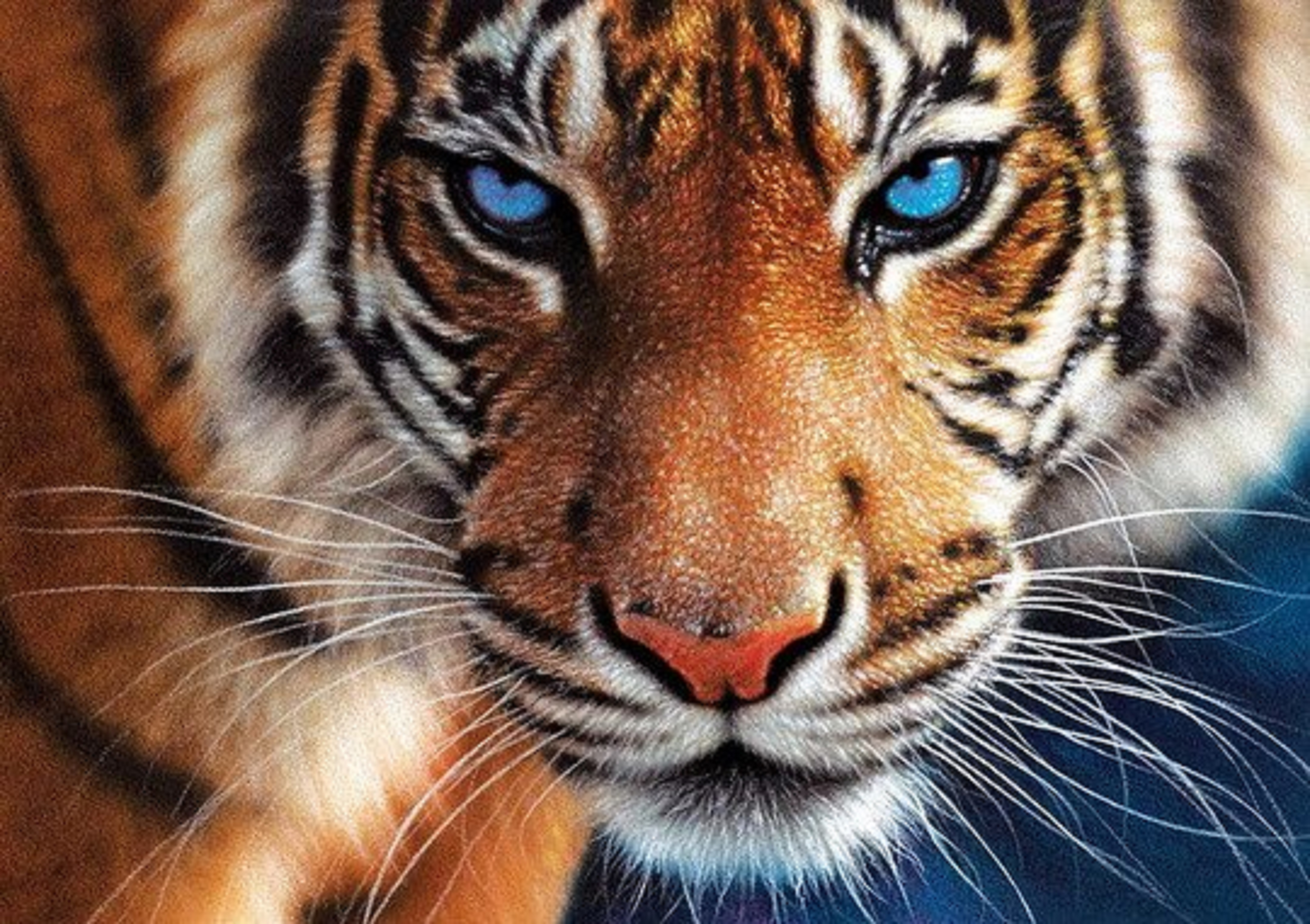 Тигр с голубыми глазами фото