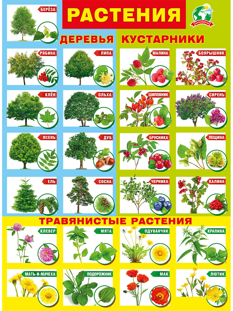 Плакат растений. Плакат мир растений. Обучающий плакат деревья. Обучающий плакат цветы. Школьный плакат растения.
