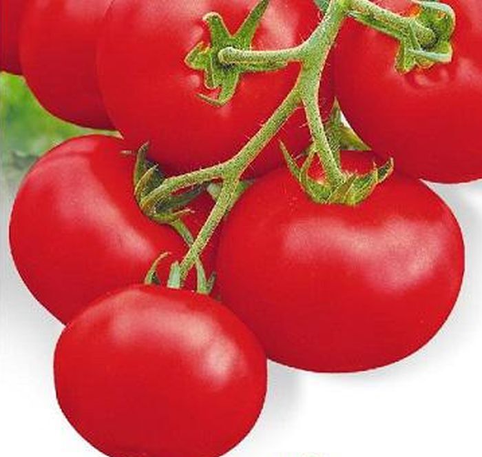 Толстой семена томат. Томат толстой f1. 112-599 F1 томат гибрид. Томат Солероссо f1. Томат сушка f1.