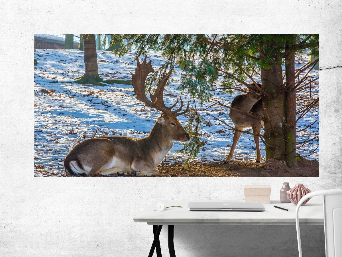 Pin on Рога и копыта ... Deer pictures, Deer photography, Deer photos