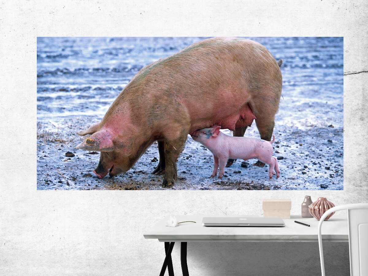 Супер свинья. Интересные факты о свиньях. Животное символ Украины свинья. Факты о свиньях