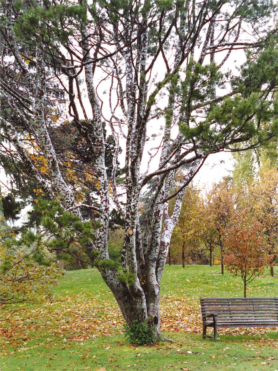 Pinus bungeana сосна