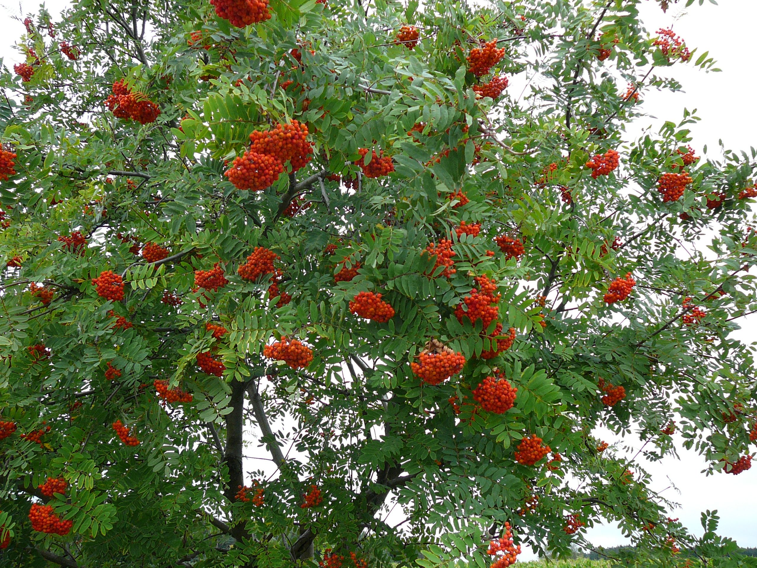 Фото невежинской рябины. Рябина обыкновенная Sorbus aucuparia. Рябина обыкновенная Невежинская. Рябина обыкновенная (Sorbus aucuparia l.). Рябина обыкновенная Невежинская красная.