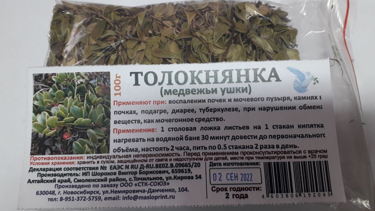 Как выглядит трава медвежьи ушки фото