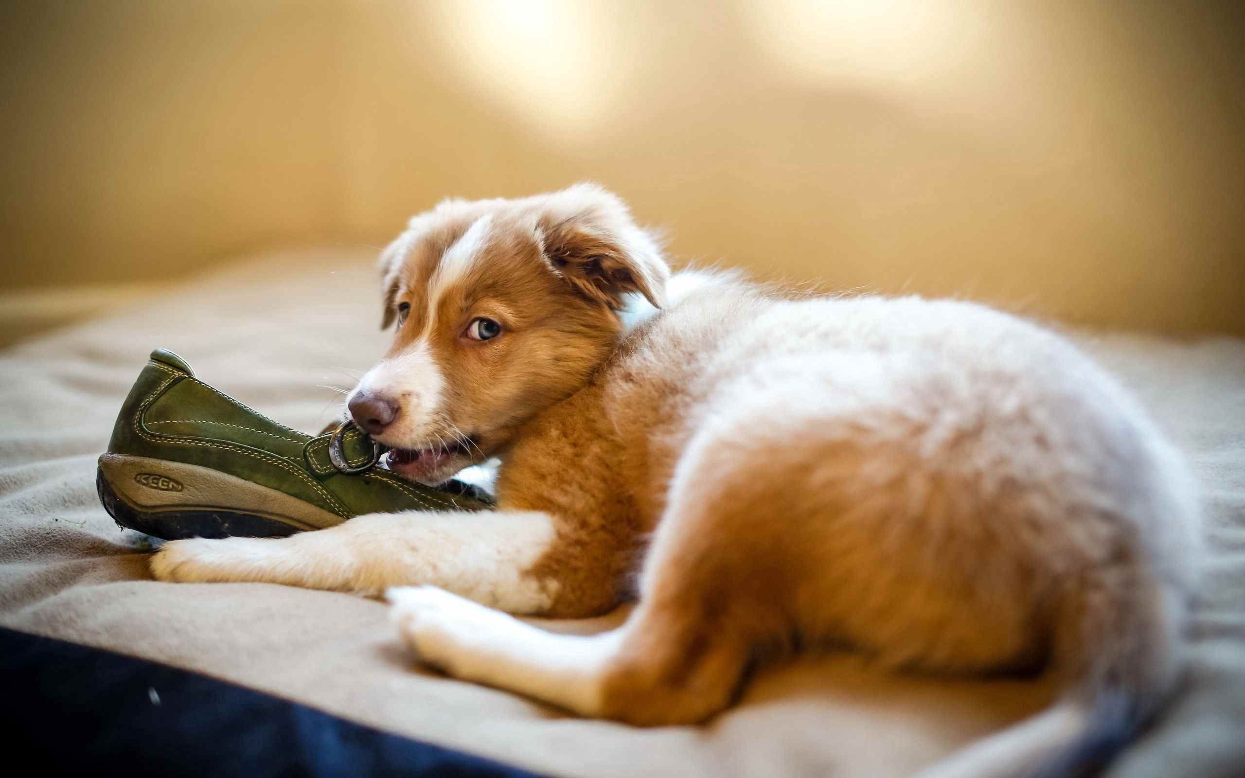 Собаки и обувь