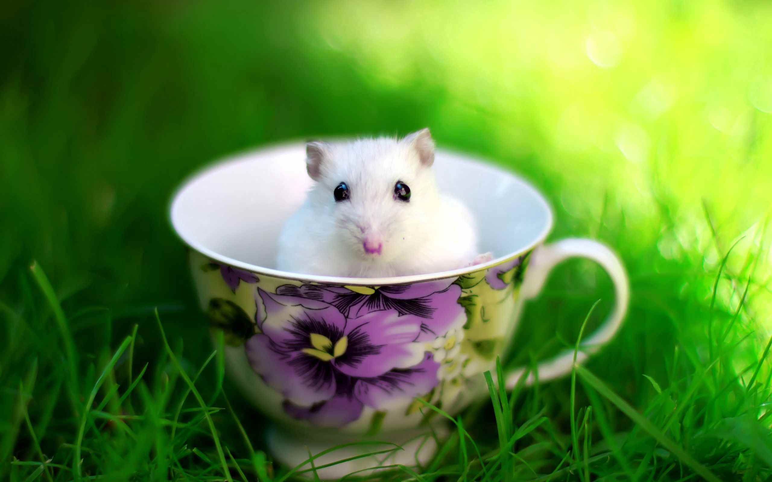 Мышь в чашке арт