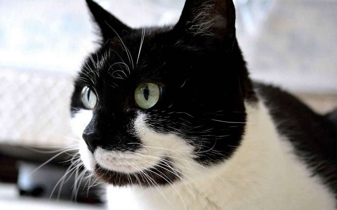 Черно белый котик