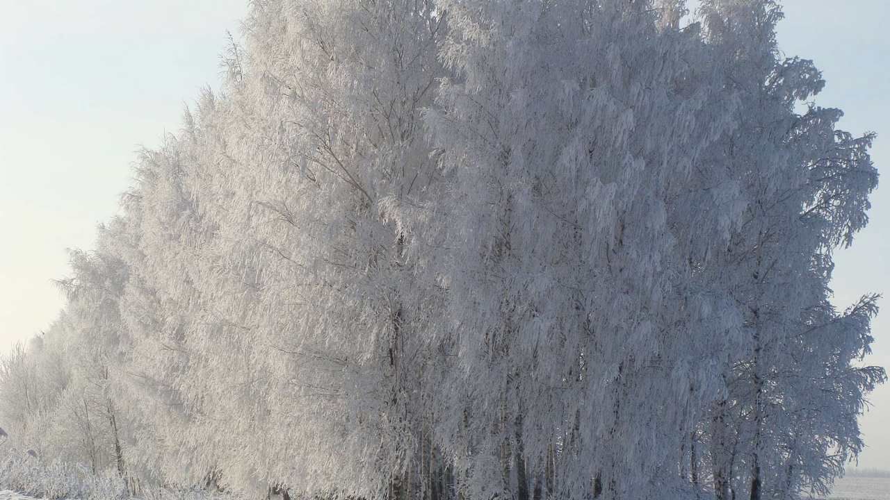 Цвет белый иней фото