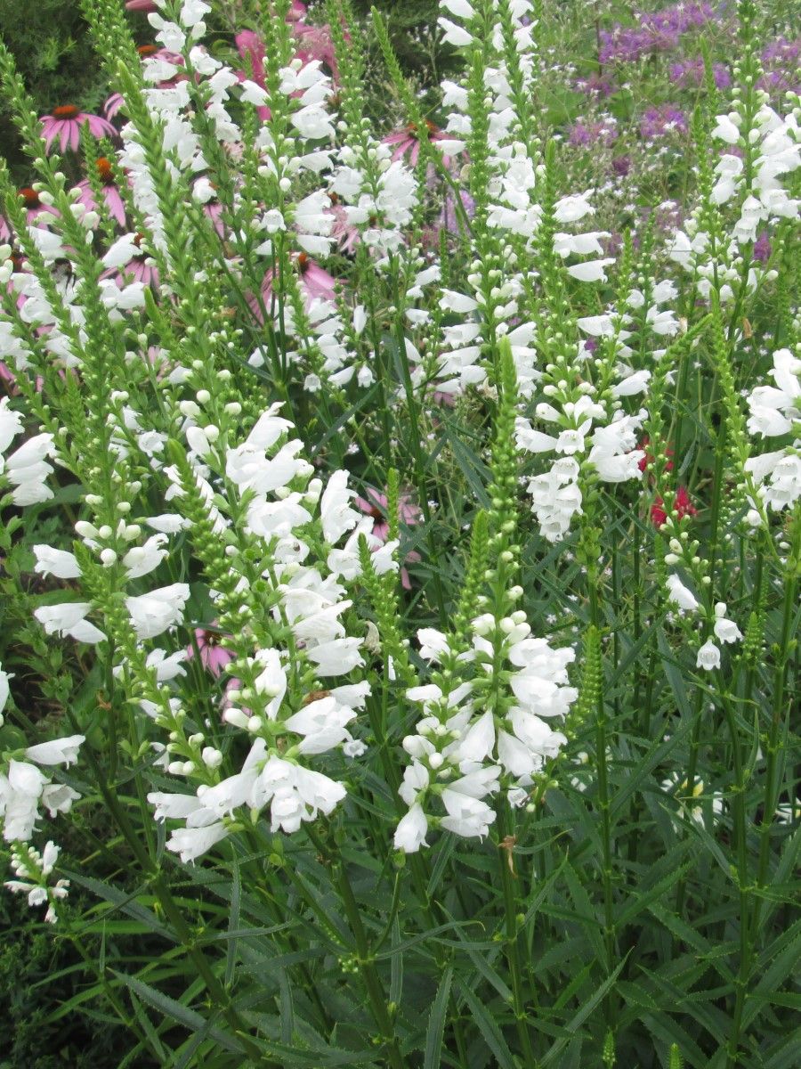 Physostegia virginiana 