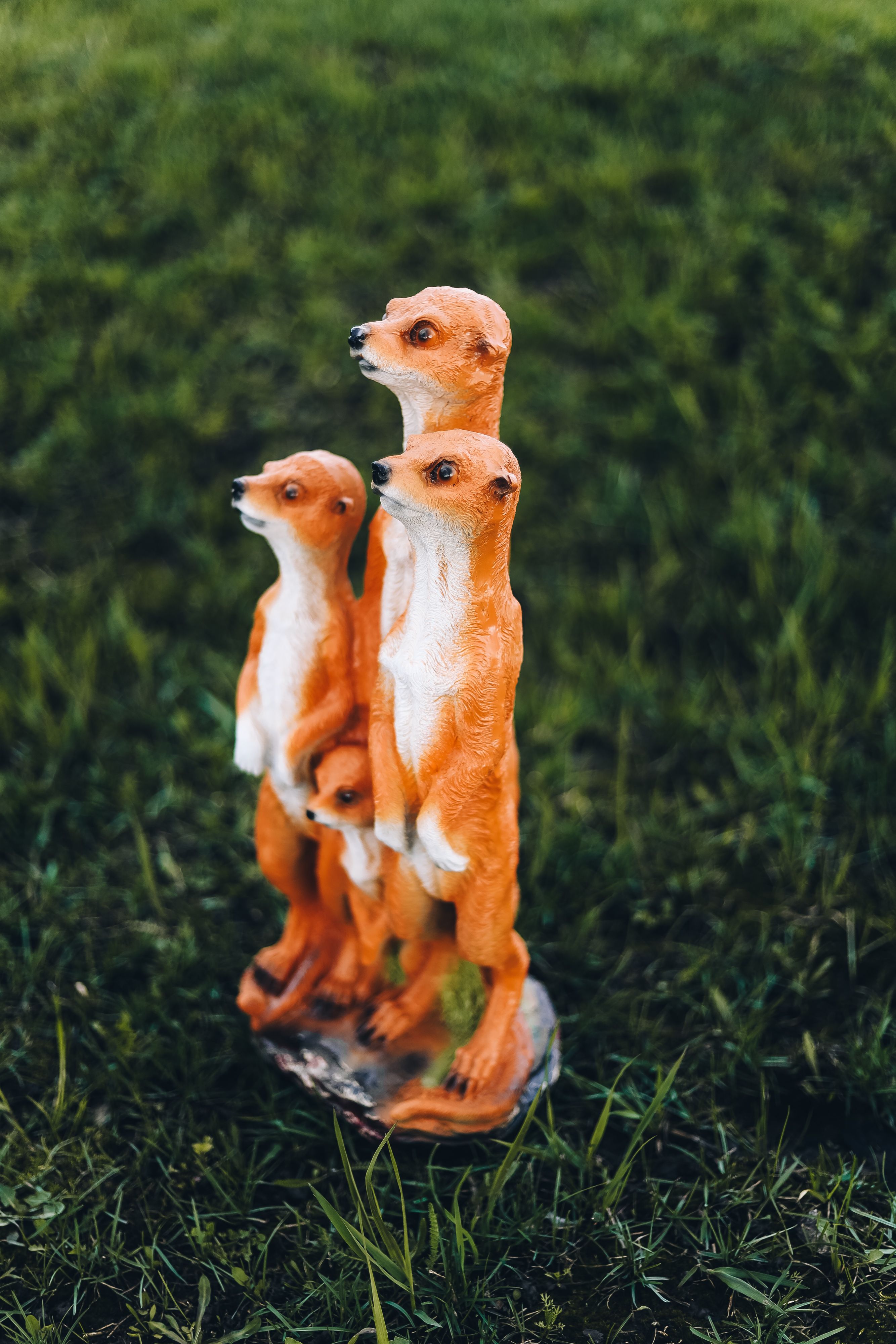 Мордочка суриката. Сурикат суши новосибирск. Сурикат свинарчук. Мордочка суриката. Сурикат суши новосибирск.