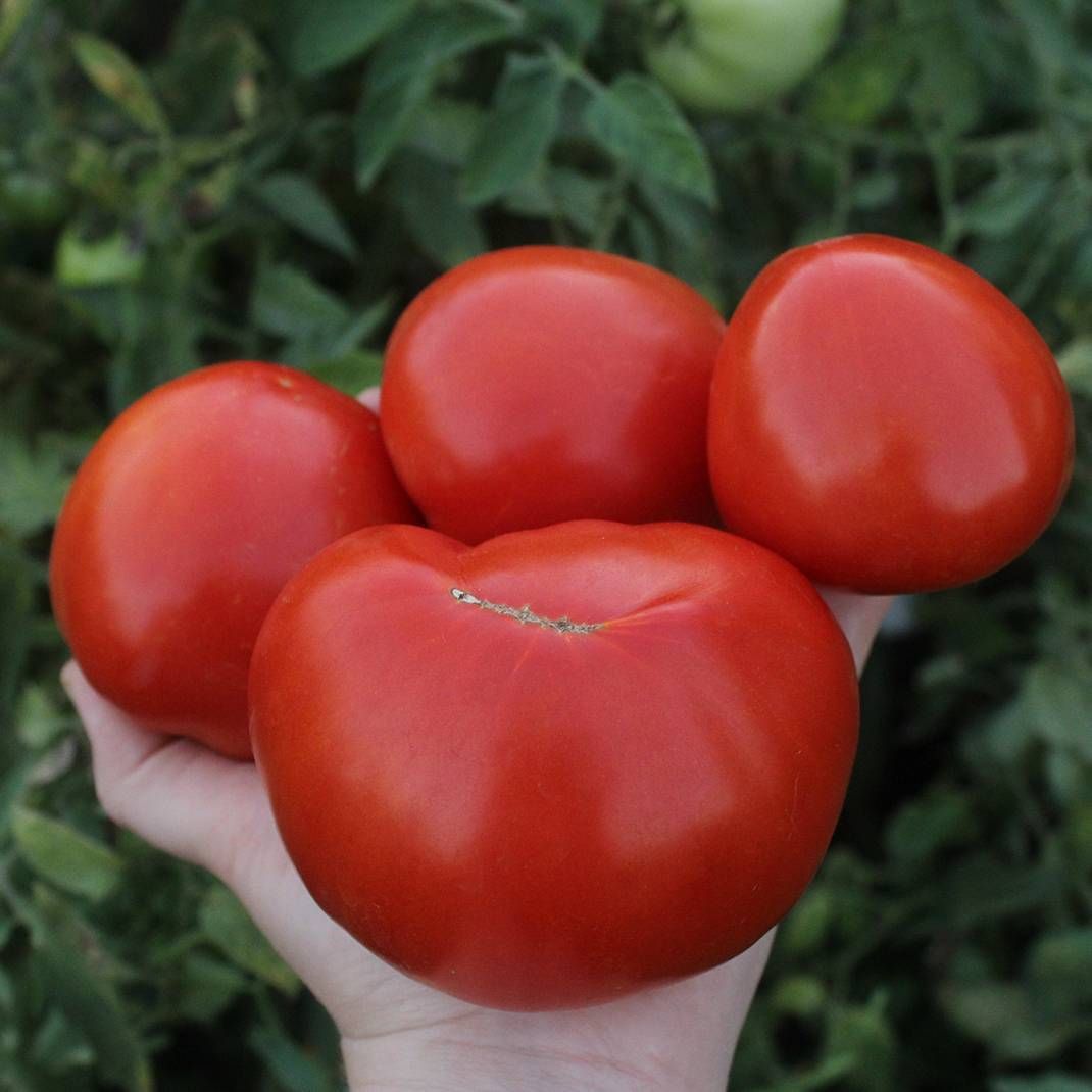 Сорт томатов бобкат с фото и описанием