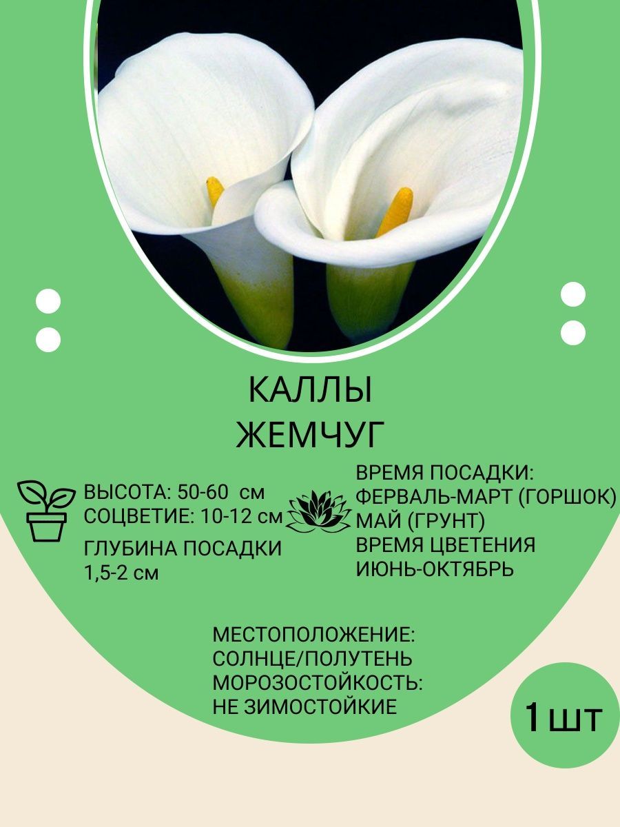 Купить Луковицы Каллы В Интернет Магазине Недорого