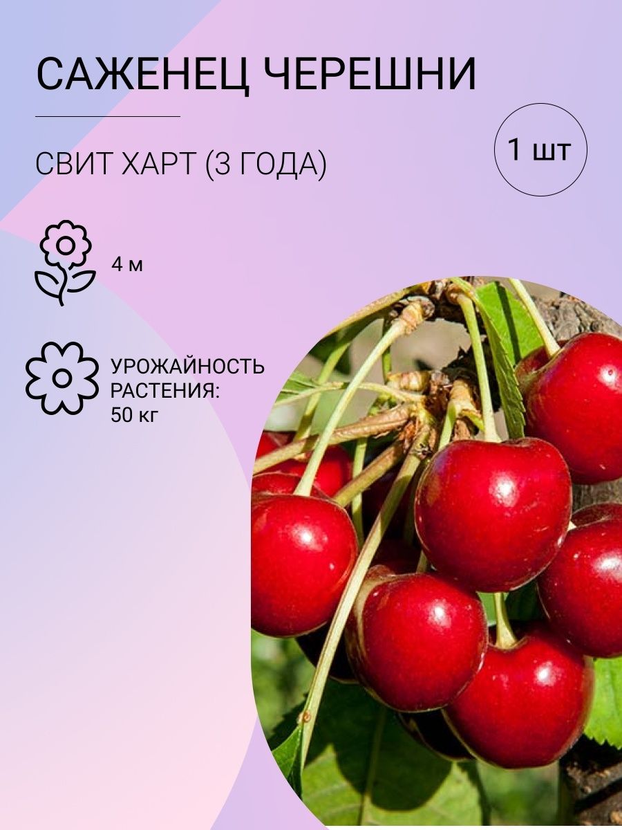 Свит харт сорт. Черешня свит харт дерево. черешня &quot;свит стефани&quot;.