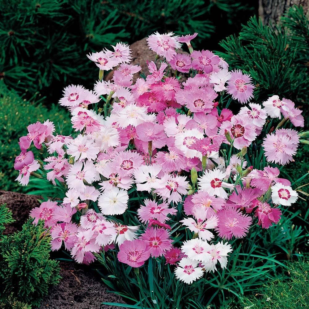 Гвоздика перистая Dianthus plumarius