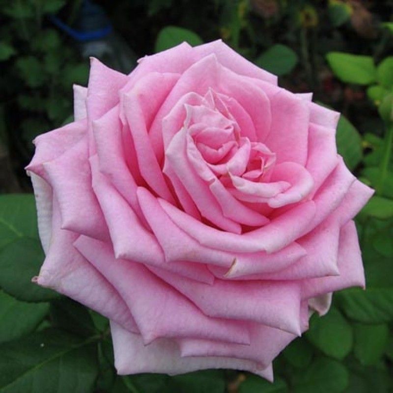 Сорт розы аква фото и описание