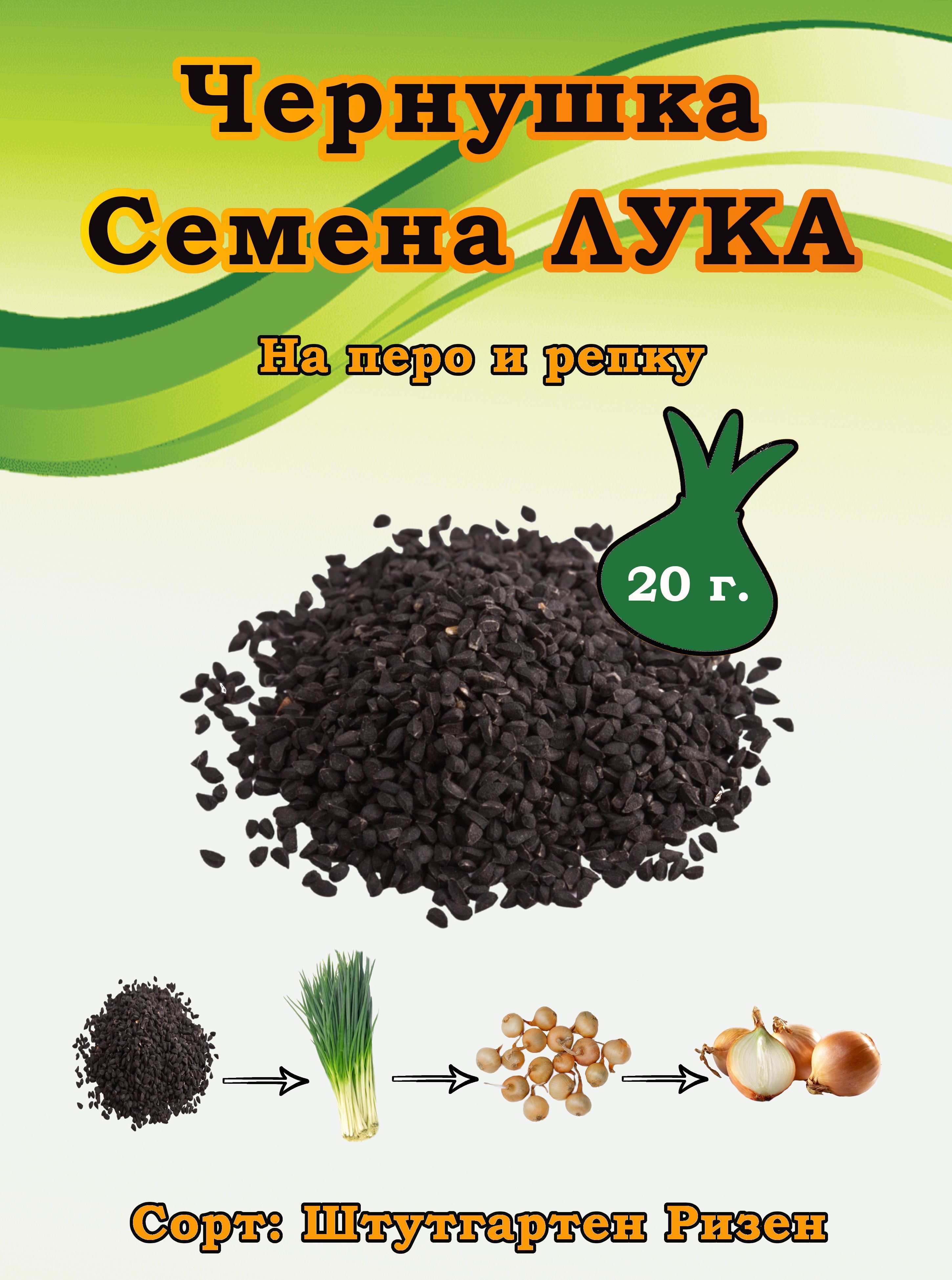 Лук сен шуй. Лук Чернушка. Чернушка семена. Лук Чернушка сорта.