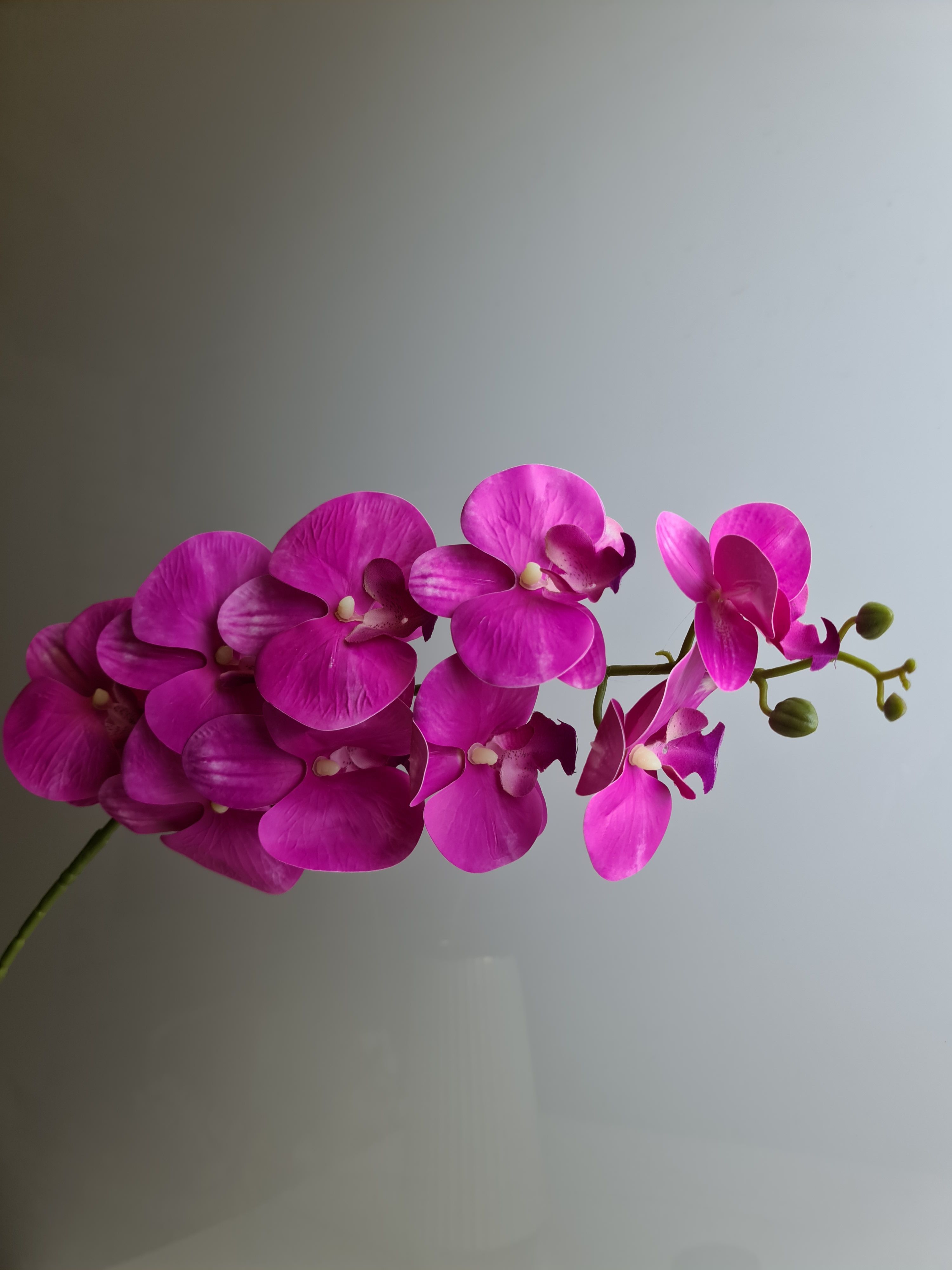 Причины почему у орхидеи вянут цветы и бутоны. Проблемы цветения. | Страна Мастеров