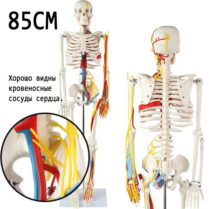 Скелет для детей анатомия