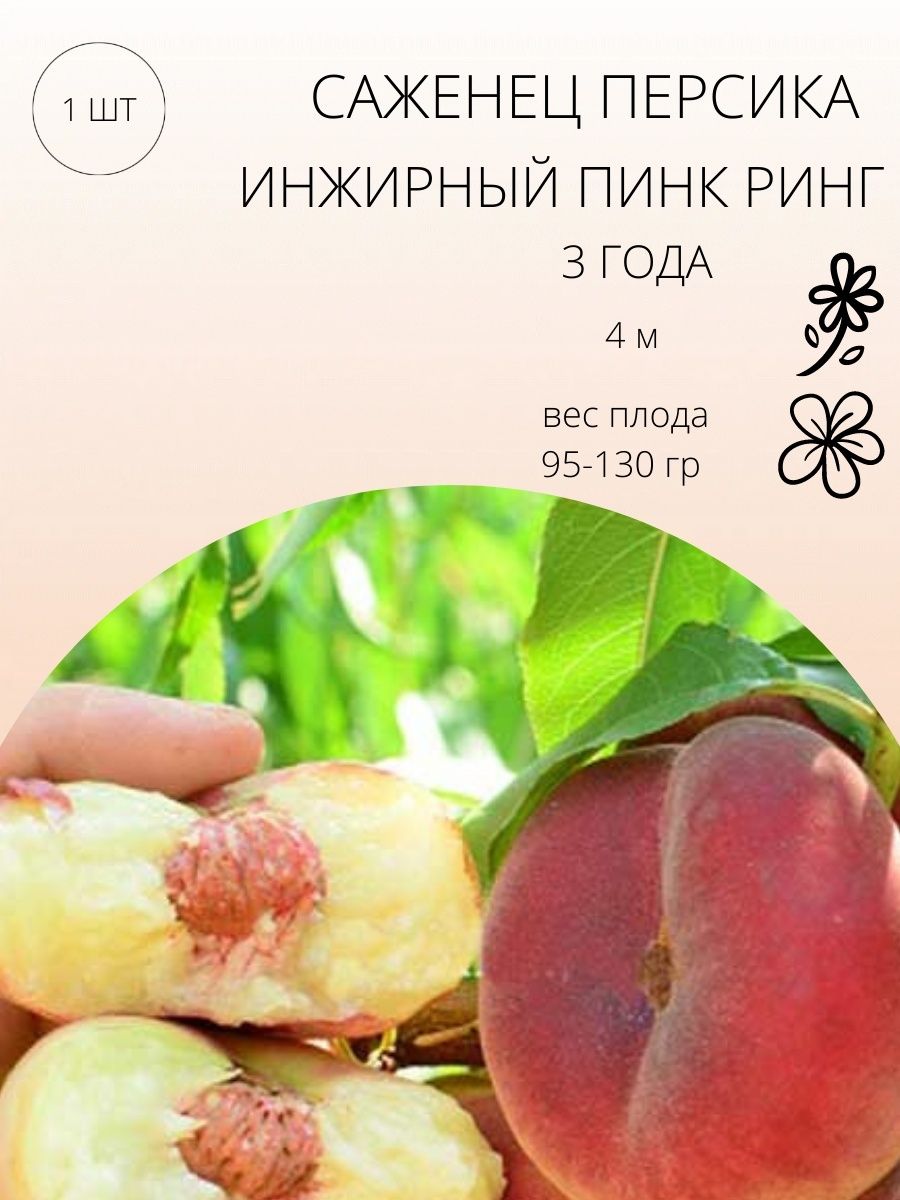 Саженцы Персика Купить В Тамбове