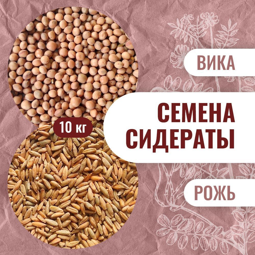 Вика семена