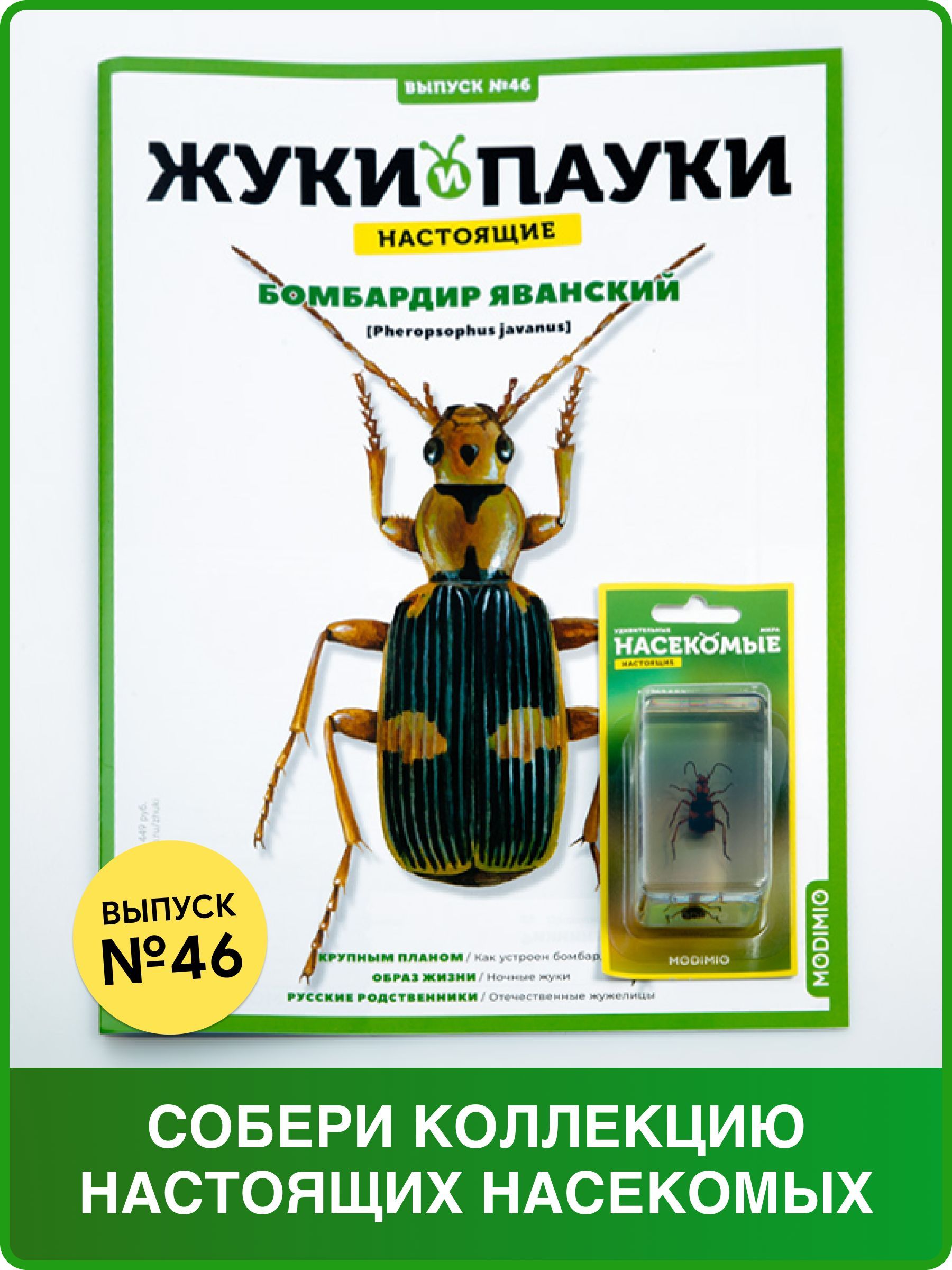 Жуки и пауки, Выпуск №46, Бомбардир яванский + кейс для хранения коллекции  - купить с доставкой по выгодным ценам в интернет-магазине OZON (662528282)