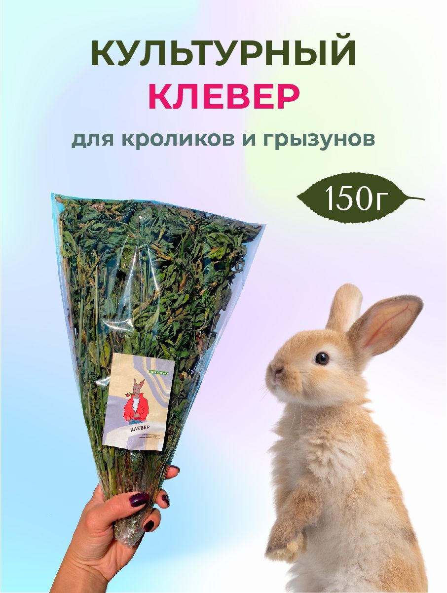 Можно ли давать кроликам клевер. Культурный клевер.