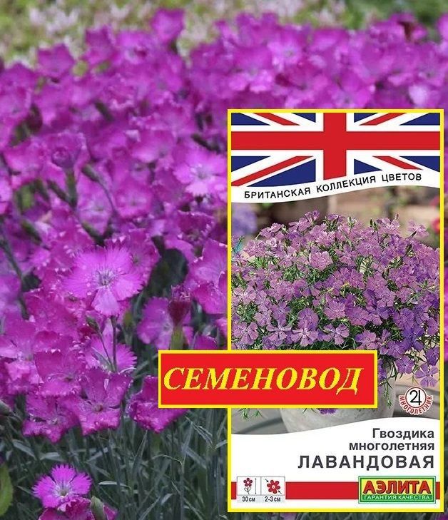 Семена Гвоздика многолетняя лавандовая - Британская коллекция цветов 0,05 гр.