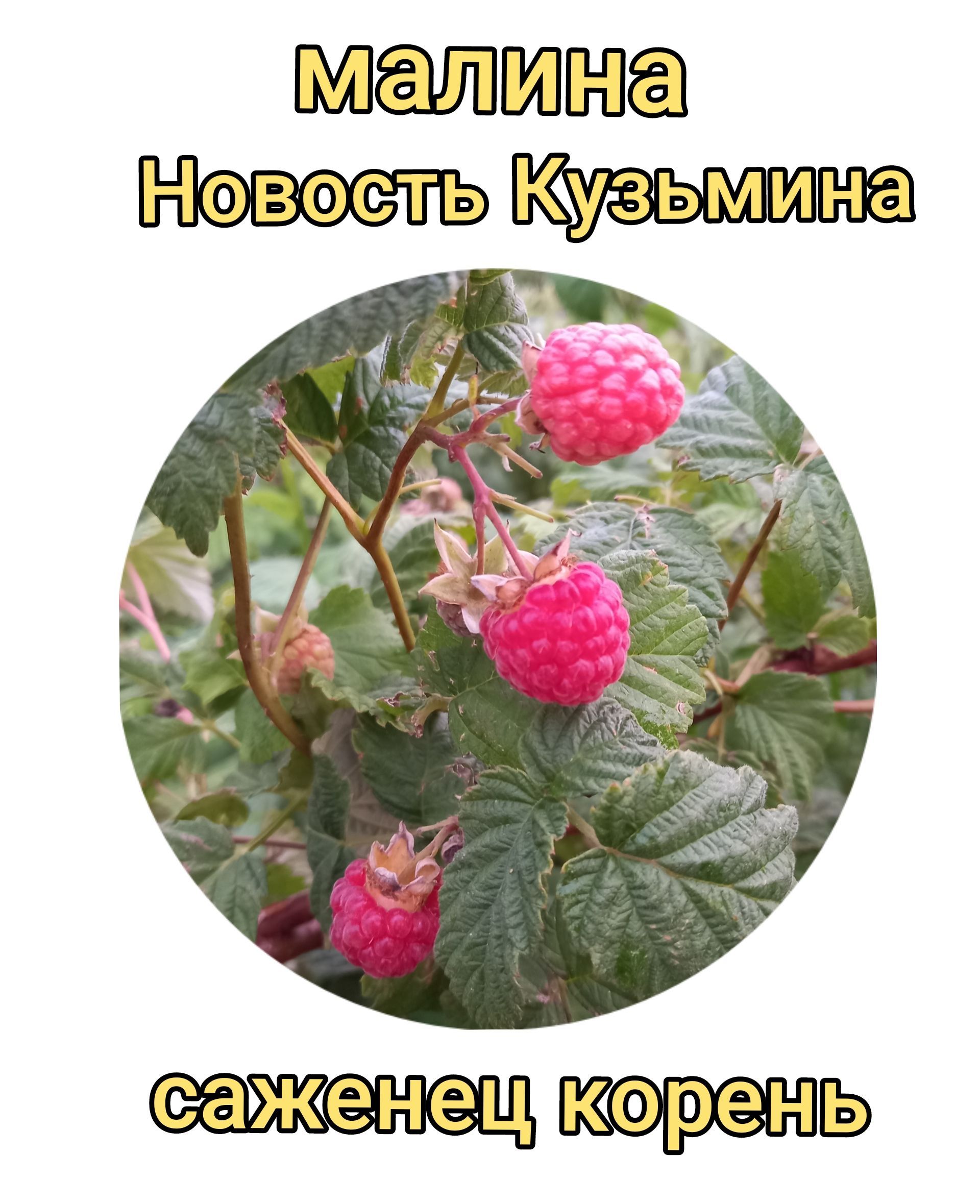 Гор. Малин житомирской област после бомбежки. Новости малина житомирской. Житомирская область город малин последние новости. Новости малина житомирской.