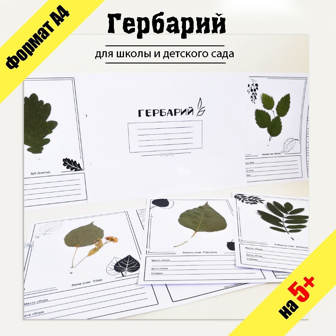 Как оформить гербарий