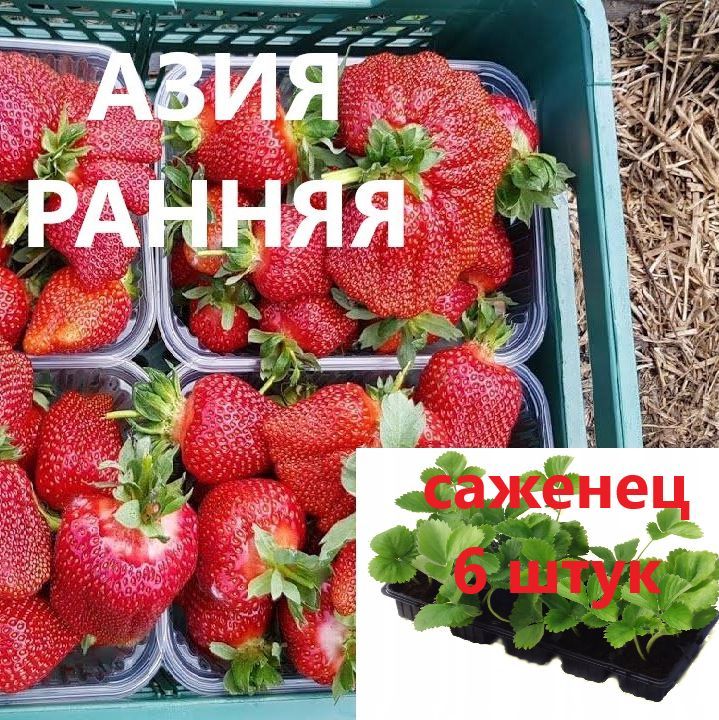 Клубника Азия (Ранняя) Крупноплодная 6 штук саженцев в кассетах