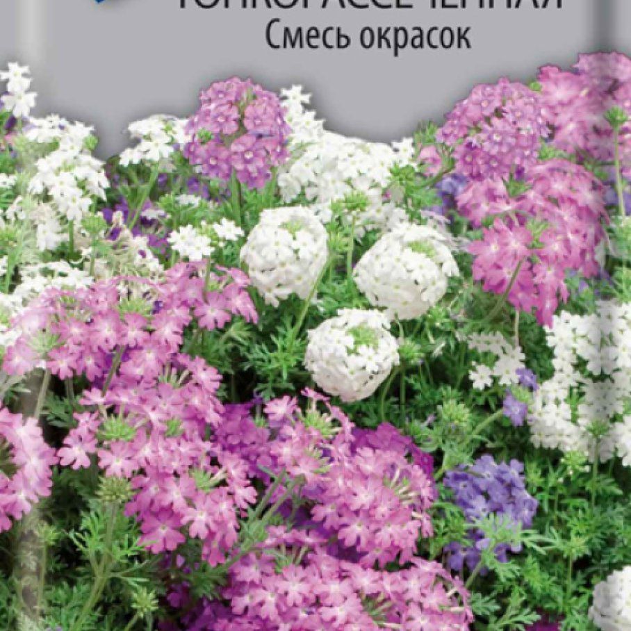 Вербена тонкорассеченная семена. Вербена тонкорассеченная ампельная. Вербена тонкорассеченная смесь окрасок. Вербена тонкорассеченная многолетняя.