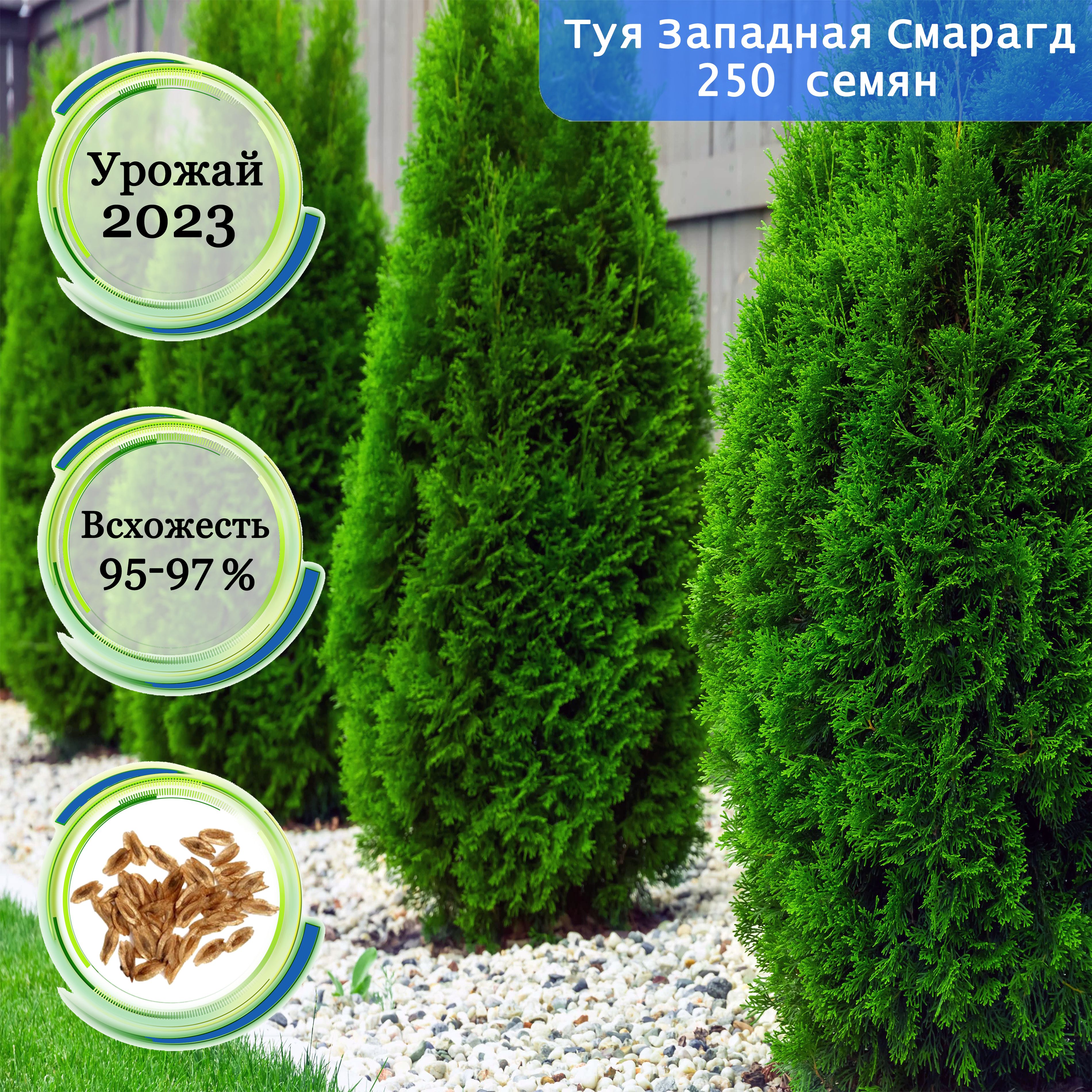Купить Семена Туи Западной