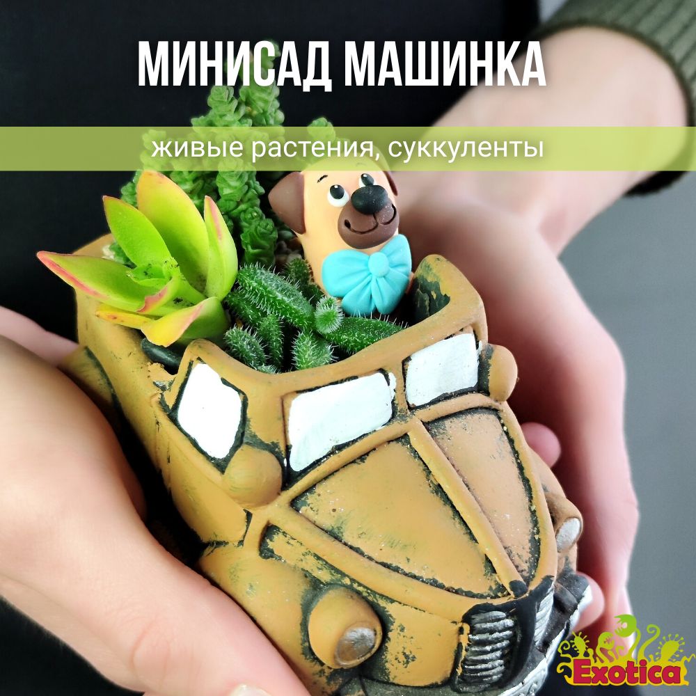 Минисад "Машинка" с суккулентами