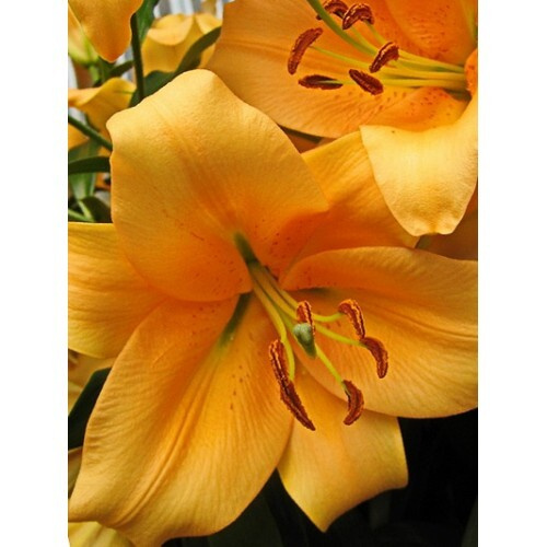 Лилия ОТ-гибрид Морини - купить с доставкой по выгодным ценам в ...