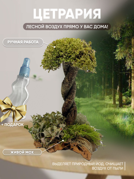 Стабилизированное дерево МирДом Цетрария, Мох, 18 см, 200 гр купить по ...
