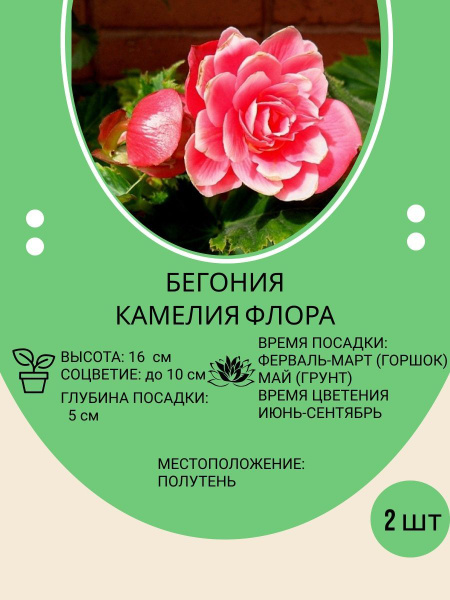 Луковицы Бегония купить по выгодной цене в интернет-магазине OZON ...