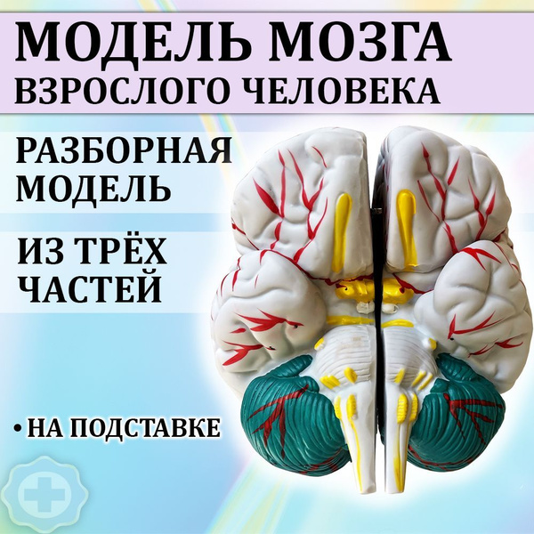 Анатомическая модель мозга, на подставке в натуральную величину, 3 ...
