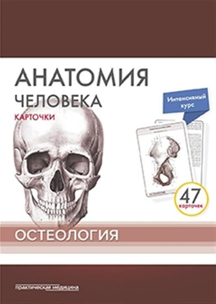 Анатомия человека: карточки. Остеология - купить с доставкой по ...