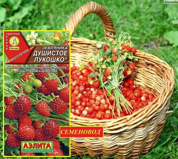 Земляника и клубника Аэлита Лесная ягода__Земляника Душистое лукошко ...