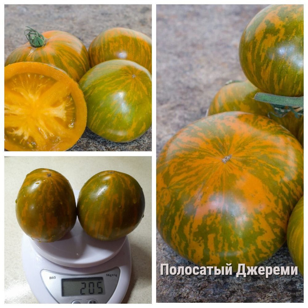 Томаты гном томатный - купить по выгодным ценам в интернет-магазине ...